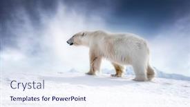  Presentation with polar bear - Slide deck with beautiful-adult-male-polar-bear background and a sky blue colored foreground