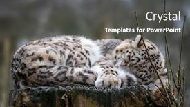  Presentation with snow tree - Amazing PPT layouts having beautiful-adult-snow-leopard-panthera backdrop and a dark gray colored foreground