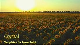  Presentation with agriculture field - PPT theme having beautiful-aerial-view-above background and a tawny brown colored foreground