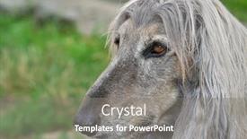  Presentation with head - Cool new presentation with beautiful-afghan-hound-dog-head backdrop and a gray colored foreground