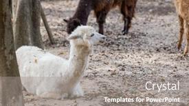  Presentation with zoo - Slide deck with beautiful-alpaca-with-soft-fur background and a gray colored foreground