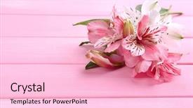  Presentation with flowers - Slide set with beautiful-alstroemeria-flowers-on-wooden background and a lemonade colored foreground