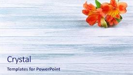  Presentation with flowers - Audience pleasing presentation consisting of beautiful-alstroemeria-flowers-on-wooden backdrop and a sky blue colored foreground