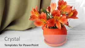  Presentation with drug pot session - Cool new slide set with beautiful-alstroemeria-in-pot backdrop and a light gray colored foreground