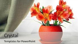  Presentation with drug pot session - Beautiful PPT theme featuring beautiful-alstroemeria-in-pot backdrop and a light gray colored foreground
