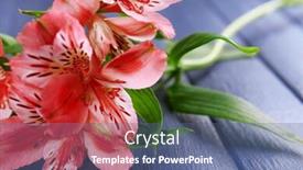  Presentation with wooden - PPT layouts featuring beautiful-alstroemeria-on-wooden-background background and a ocean colored foreground