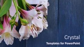  Presentation with napkin - PPT theme consisting of beautiful-alstroemeria-with-napkin background and a ocean colored foreground