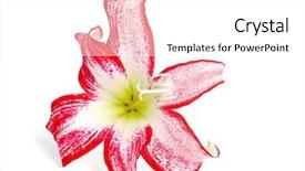  Presentation with flower - Audience pleasing theme consisting of beautiful amaryllis flower on white backdrop and a  colored foreground