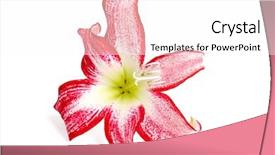  Presentation with flower - PPT layouts having beautiful amaryllis flower on white background and a white colored foreground