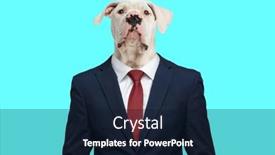  Presentation with puppy - Presentation enhanced with beautiful-american-bulldog-puppy background and a wine colored foreground