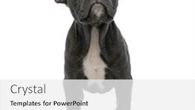  Presentation with bully - Audience pleasing slide deck consisting of beautiful-american-bully-looking-up backdrop and a white colored foreground