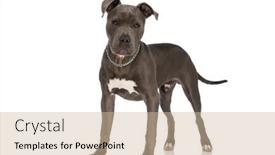  Presentation with american bull dog - PPT theme consisting of beautiful-american-staffordshire-terrier-dog background and a soft green colored foreground