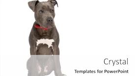  Presentation with american - Presentation theme with beautiful-american-staffordshire-terrier-puppy background and a white colored foreground