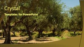  Presentation with olive trees - Slide deck featuring beautiful-ancient-olive-trees background and a tawny brown colored foreground