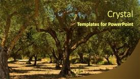  Presentation with olive trees - Colorful slide set enhanced with beautiful-ancient-olive-trees backdrop and a tawny brown colored foreground