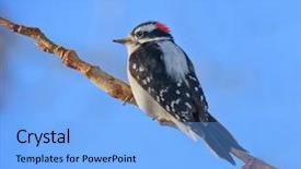  Presentation with colorful nature borders - Audience pleasing slides consisting of beautiful and colorful downy woodpecker backdrop and a light blue colored foreground