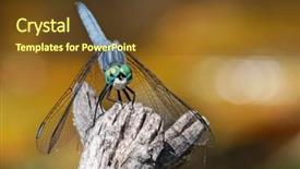  Presentation with dragonfly - Theme featuring beautiful and colorful dragonfly background and a tawny brown colored foreground