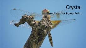  Presentation with dragonfly - Amazing theme having beautiful and colorful dragonfly backdrop and a light blue colored foreground