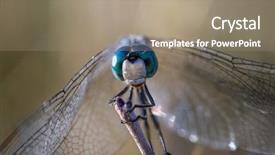  Presentation with dragonfly - Theme with beautiful and colorful dragonfly background and a coral colored foreground