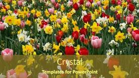  Presentation with tulips - 