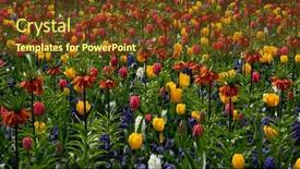  Presentation with tulips - Slide deck featuring beautiful-and-colorful-tulips background and a tawny brown colored foreground