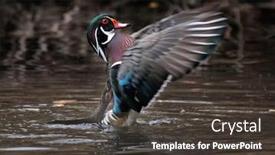  Presentation with duck - Slide deck with beautiful and colorful wood duck in a natural setting environment background and a dark gray colored foreground