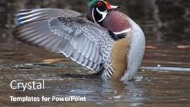  Presentation with duck - PPT layouts featuring beautiful and colorful wood duck in a natural setting environment background and a dark gray colored foreground