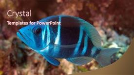  Presentation with blue - Slides enhanced with beautiful-and-curious-blue-indigo background and a tawny brown colored foreground