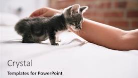  Presentation with human being - Presentation theme having beautiful-and-cute-furry-grey background and a white colored foreground