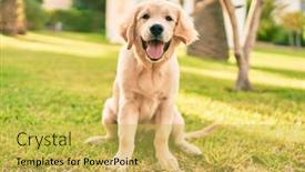  Presentation with dog park - Cool new theme with beautiful-and-cute-golden-retriever backdrop and a yellow colored foreground