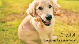  Presentation with dog park - Beautiful presentation theme featuring beautiful-and-cute-golden-retriever backdrop and a yellow colored foreground