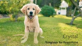  Presentation with dog park - Presentation theme having beautiful-and-cute-golden-retriever background and a yellow colored foreground