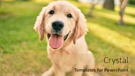  Presentation with dog park - Amazing slide set having beautiful-and-cute-golden-retriever backdrop and a yellow colored foreground