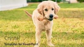  Presentation with dog park - Slide deck consisting of beautiful-and-cute-golden-retriever background and a yellow colored foreground