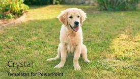  Presentation with dog park - Beautiful slide deck featuring beautiful-and-cute-golden-retriever backdrop and a gold colored foreground