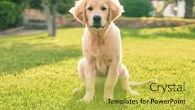  Presentation with beautiful golf courses - Audience pleasing theme consisting of beautiful-and-cute-golden-retriever backdrop and a yellow colored foreground