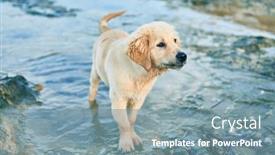  Presentation with sea water - Cool new slides with beautiful-and-cute-golden-retriever backdrop and a seafoam green colored foreground