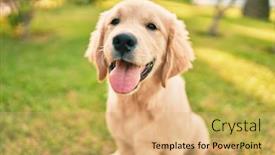  Presentation with beautiful green - PPT theme having beautiful-and-cute-golden-retriever background and a coral colored foreground