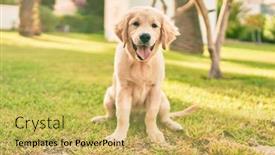  Presentation with dog park - Slide set featuring beautiful-and-cute-golden-retriever background and a yellow colored foreground