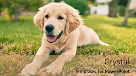  Presentation with dog park - Slide deck consisting of beautiful-and-cute-golden-retriever background and a coral colored foreground