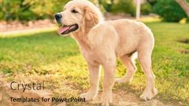  Presentation with dog park - Slide deck with beautiful-and-cute-golden-retriever background and a yellow colored foreground
