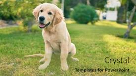  Presentation with dog park - PPT theme having beautiful-and-cute-golden-retriever background and a yellow colored foreground