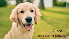  Presentation with dog park - Colorful presentation design enhanced with beautiful-and-cute-golden-retriever backdrop and a yellow colored foreground
