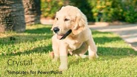  Presentation with dog park - Cool new theme with beautiful-and-cute-golden-retriever backdrop and a yellow colored foreground