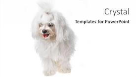  Presentation with cute - PPT layouts enhanced with beautiful-and-cute-white-bichon background and a white colored foreground