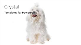  Presentation with cute christmas pug puppy dog - PPT theme enhanced with beautiful-and-cute-white-bichon background and a white colored foreground