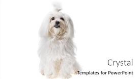  Presentation with cute - Slides featuring beautiful-and-cute-white-bichon background and a white colored foreground