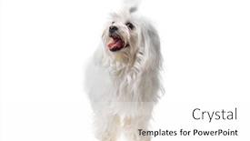  Presentation with cute - PPT theme having beautiful-and-cute-white-bichon background and a white colored foreground