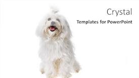  Presentation with cute - Presentation featuring beautiful-and-cute-white-bichon background and a white colored foreground