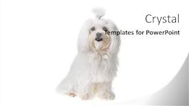  Presentation with cute - PPT theme enhanced with beautiful-and-cute-white-bichon background and a white colored foreground